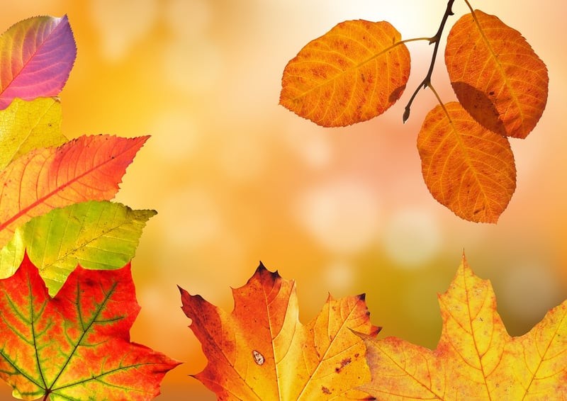 Fall Harvest Dinner