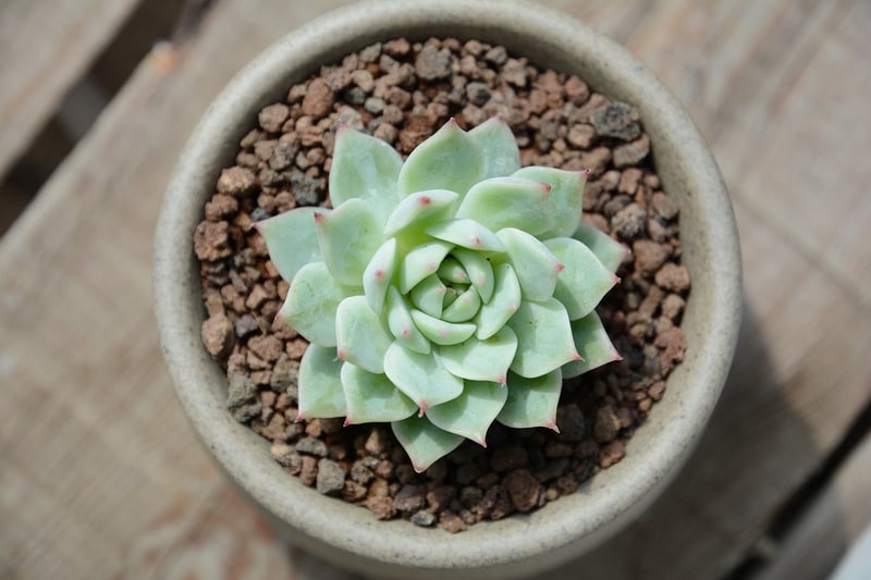 Succulents